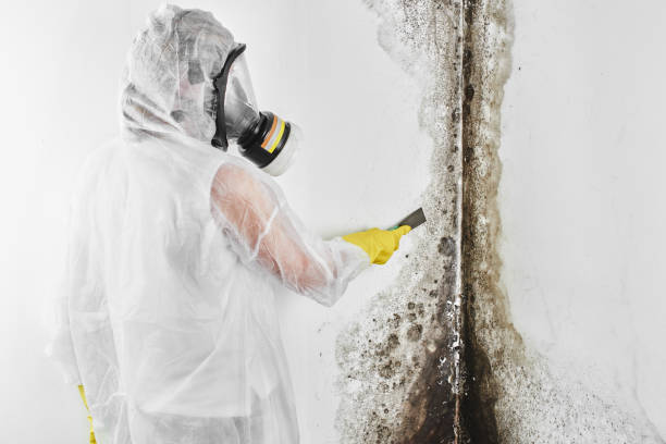 Best Office Mold Removal Services  in Lawrenceville, NJ