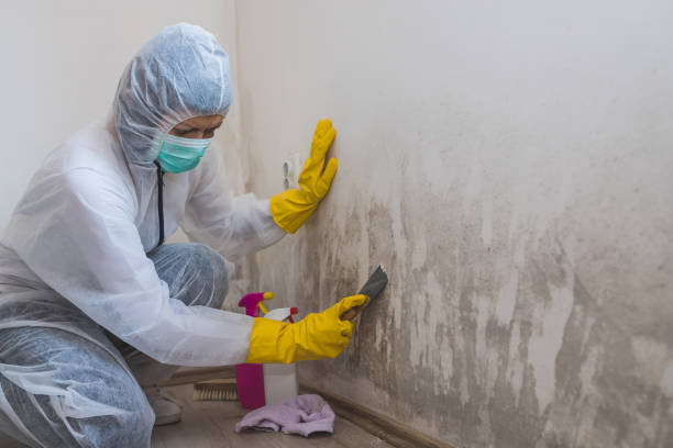 Best Mold Inspection  in Lawrenceville, NJ