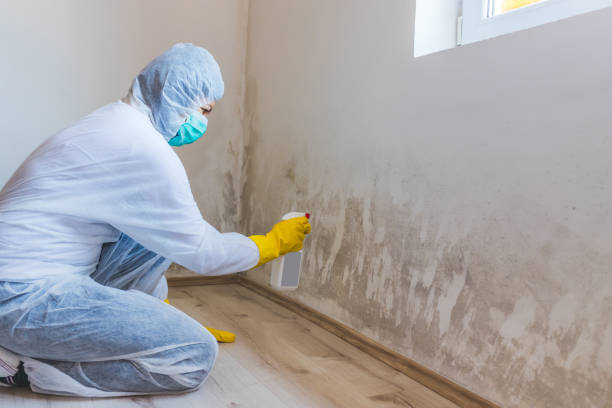 Best Certified Mold Removal  in Lawrenceville, NJ