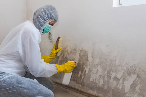 Best Mold Damage Repair  in Lawrenceville, NJ