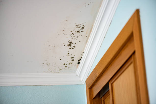 Best Emergency Mold Removal  in Lawrenceville, NJ