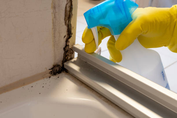 Best Mold Removal Company Near Me  in Lawrenceville, NJ