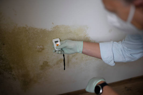 Certified Mold Removal in Lawrenceville, NJ