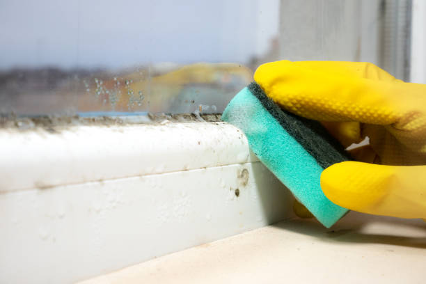 Best Best Mold Removal Companies  in Lawrenceville, NJ