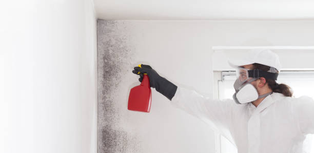 Best Mold Testing and Removal  in Lawrenceville, NJ