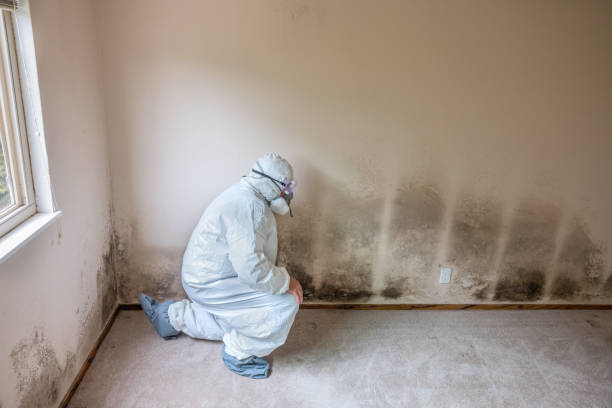 Best Office Mold Removal Services  in Lawrenceville, NJ