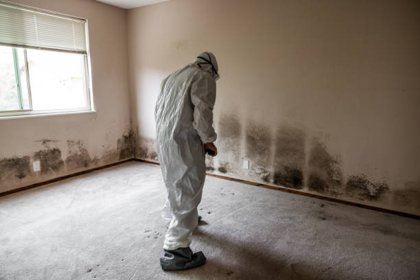 Best Emergency Mold Removal  in Lawrenceville, NJ