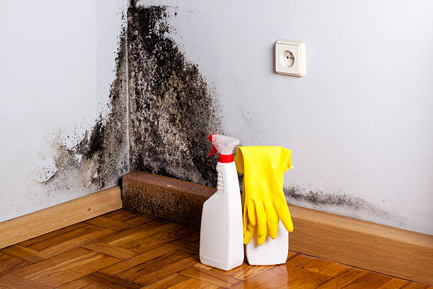 Best Fast Mold Removal  in Lawrenceville, NJ