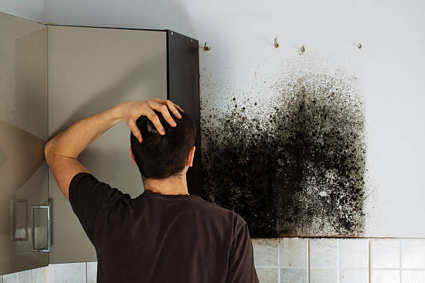 Best Mold Removal Company Near Me  in Lawrenceville, NJ