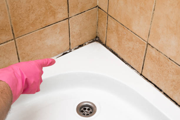 Best Mold Removal Near Me  in Lawrenceville, NJ